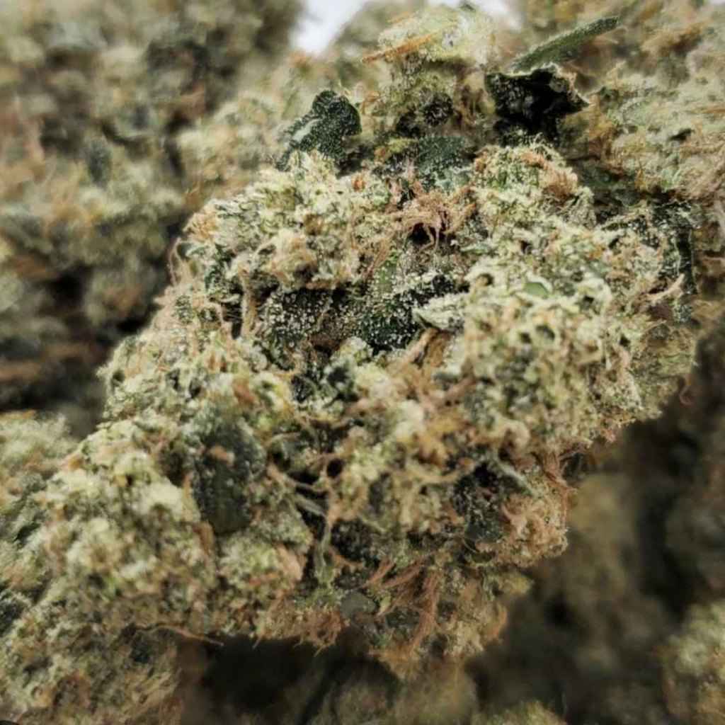 El Jefe Strain: The Boss of the Indica Shelf